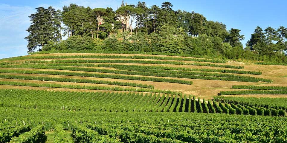 T&t St Emilion